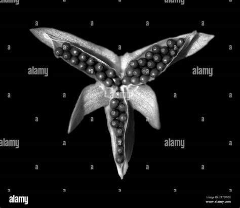 Autumn seed pod Black and White Stock Photos & Images - Alamy