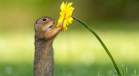 Photo Of A Squirrel Smelling A Flower Is Simply Amazing, Great Example ...