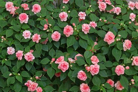 Impatiens walleriana cv. (double)