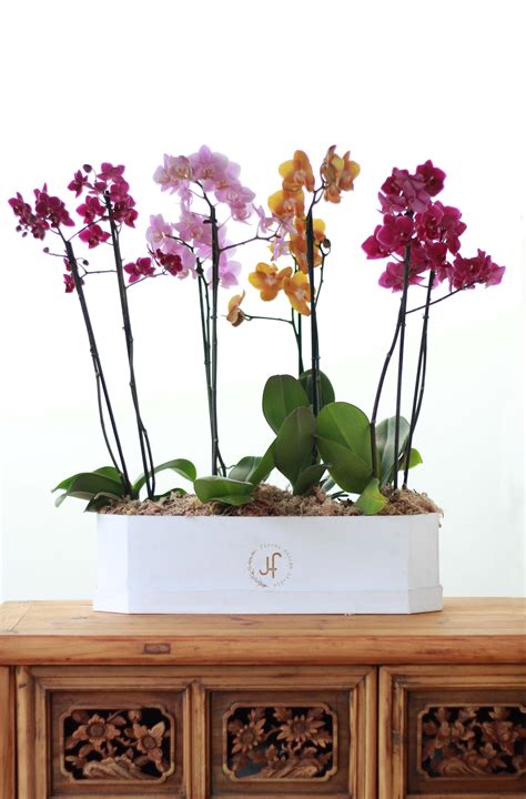 Bloom box Mini Orquideas (XL) - Justflowers