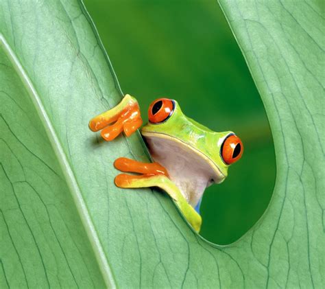 🔥 [72+] Cute Frog Wallpapers | WallpaperSafari