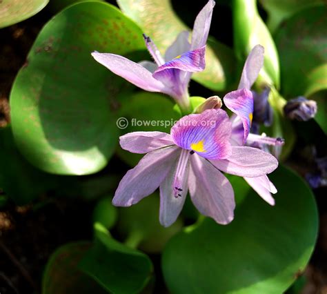 Eichhornia crassipes | Common water hyacinth