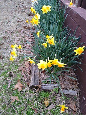 DOGWOOD LODGE (Bull Shoals) - Lodge Reviews & Photos - Tripadvisor