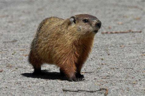 Woodchuck Vs. Beaver: The 7 Main Differences