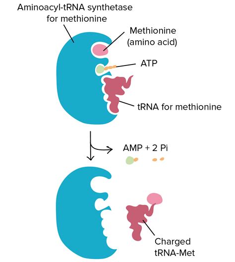 Where Does Amino Acid Bind To Trna at Emily Jenkins blog