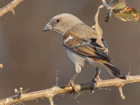 Southern Grey-headed Sparrow - eBird