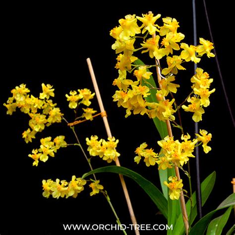 Buy Oncidium Orchids Online India | Dancing lady oncidium online ...