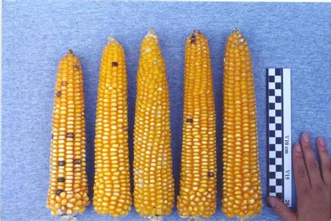 Image result for Sorting through Pile