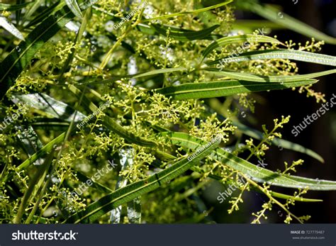 34 Rhus Lance Images, Stock Photos & Vectors | Shutterstock