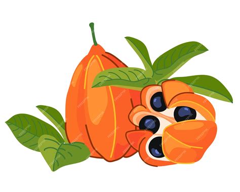 Ackee blighia sapida ackee tropical fruits are the national symbol of ...