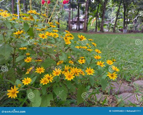 Beautiful Yellow Flower in the Garden, Natur and Outdoor Stock Image ...