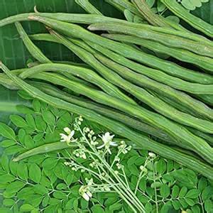 Sahjan/Saragavo/Shevaga/Moringa Plant Seeds 15 Seeds : Amazon.in ...