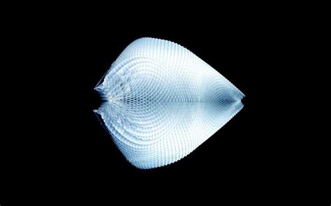 Image result for Simplex Prop