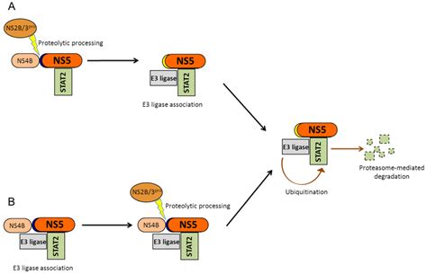 Viruses | Special Issue : Recent Progress in Dengue Virus Research