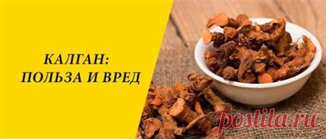 Калган: польза и вред для здоровья организма Калган: история и состав ...