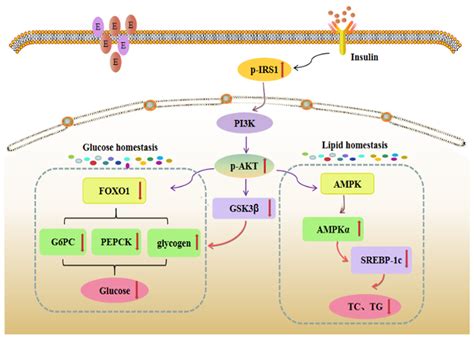 Study on the Mechanism of GABA-Rich Adzuki Bean Regulating Blood ...