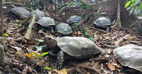 In a first, 10 Endangered Asian Giant Tortoise Rewilded In Nagaland’s ...