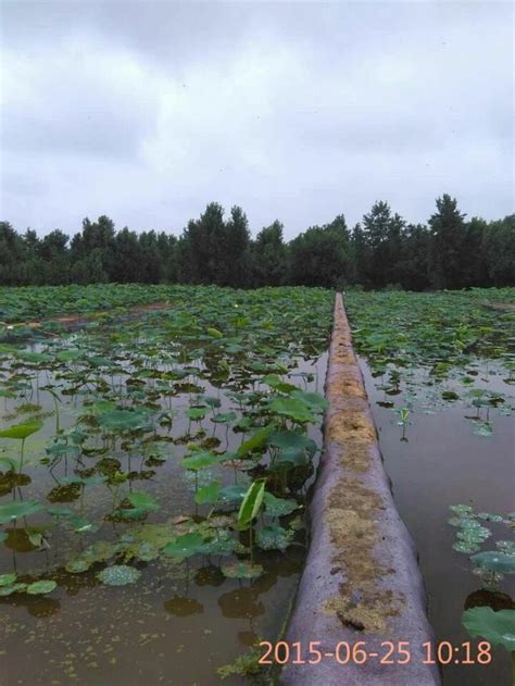 专家详解水藕种植技术_莲藕