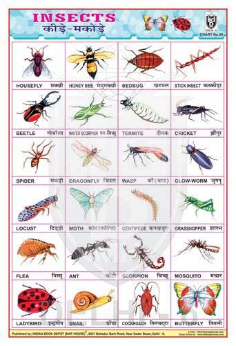 Buy INSECTS CHART Book Online at Low Prices in India | INSECTS CHART ...
