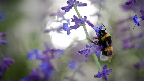 Download wallpaper macro, flowers, insect, bumblebee, lavender, section ...