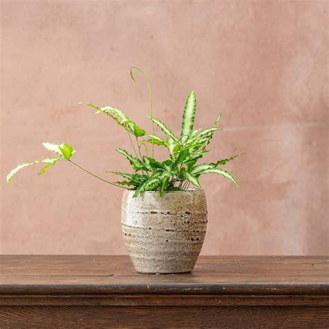 Buy white-striped Cretan brake ( syn. Pteris cretica Albolineata ...