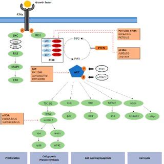 Image result for PI3K Pathway