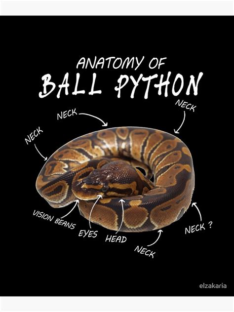 Image result for Anatomy of a Python