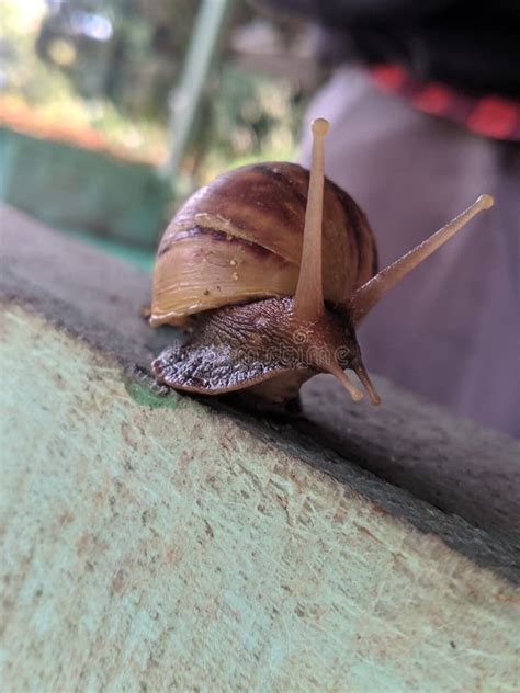 Image result for Pull Shell Off Snail