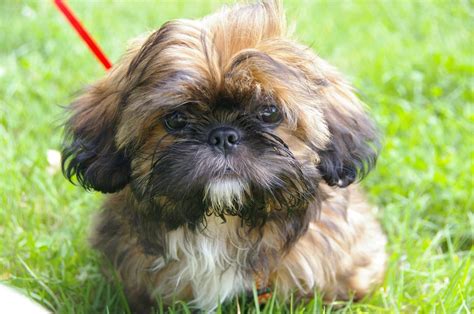 Shih Tzu Puppies: The Ultimate Guide for New Dog Owners | The Rover Blog