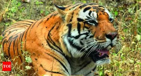 Kanha Tiger Reserve: Kanha Tiger Relocated to Mukundpur Safari in Satna ...