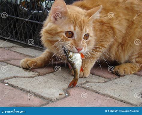 如今的猫好吃好喝，已经退化得不会捉鱼了吗？