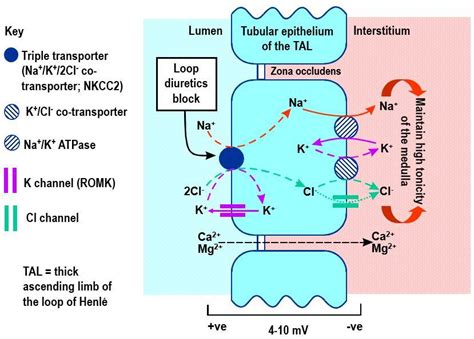 Loop Diuretics How They Work 的图像结果