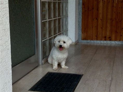 Deckanzeigen Kleinanzeigen | Deckanzeigen Annoncen | Deckanzeigen ...