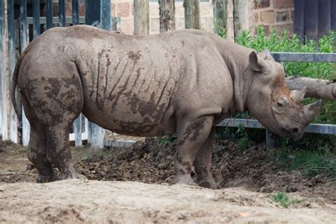 Bildergebnis für rhino free download