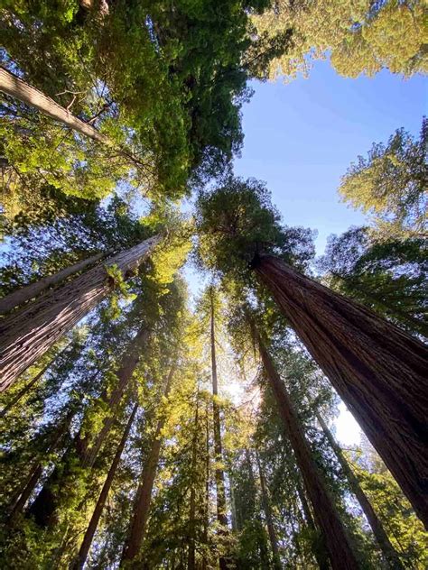 Redwood Forest National Park
