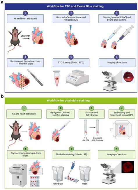 Novel Fluorescence-Based Methods to Determine Infarct and Scar Size in ...