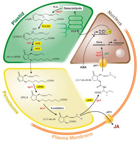 Jasmonates: News on Occurrence, Biosynthesis, Metabolism and Action of ...