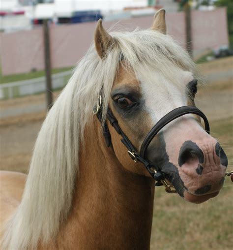 Large Welsh Pony For Sale at Stephanie Post blog