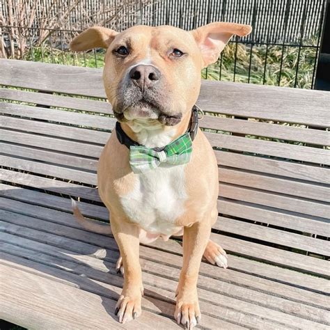 What Is A Pit Bull Terrier Mix Look Like