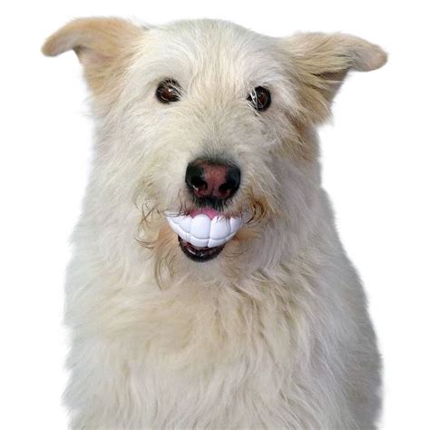 Smiling Dog Human Teeth