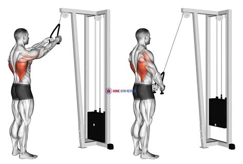 Cable Straight Arm Pulldown (with rope) - Home Gym Review