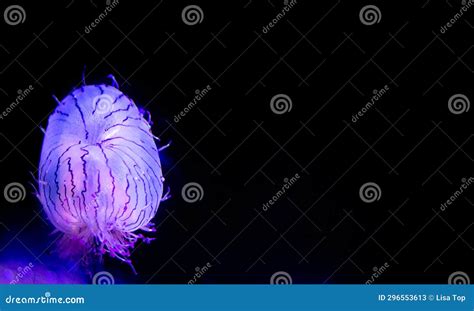 Flower Hat Jellyfish stock image. Image of bizarre, marine - 296553613