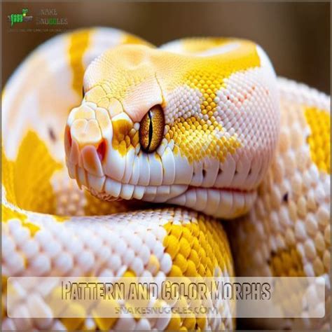 Image result for Albino Snake Ball Python