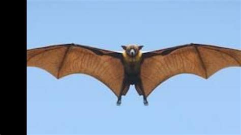 Petition · Global ban on sale of Virus carrying animals like Bats ...