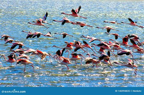 Beautiful African Pink Flamingos Flies Over the Sea Stock Image - Image ...