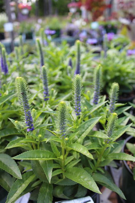 Veronica Royal Candles – Bosco's Garden Center