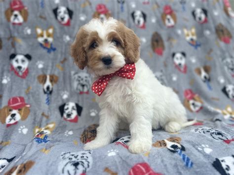 Hank - Cavapoo Puppy for Sale in Lakeland, FL | Lancaster Puppies