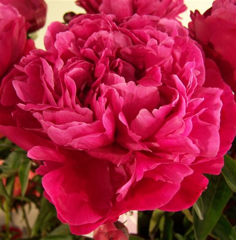 Paeonia lactiflora 'Red Sarah Bernhardt' (Peony) – Fieldstone Gardens Inc