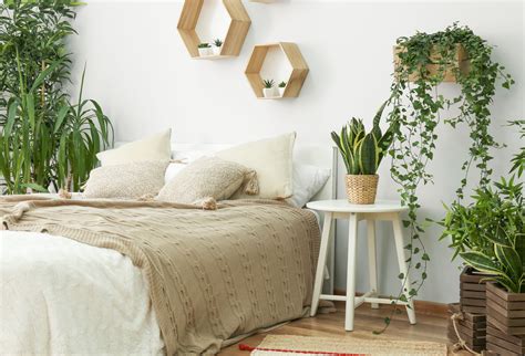 7 Best Indoor Plants for Your Bedroom - Backyard Boss