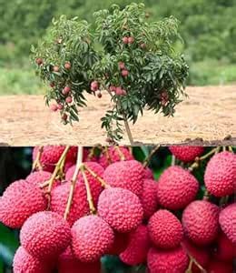 Cloud Farm Muzaffarpur Shahi Litchi Hybrid Plant - Dwarf Air Layered ...